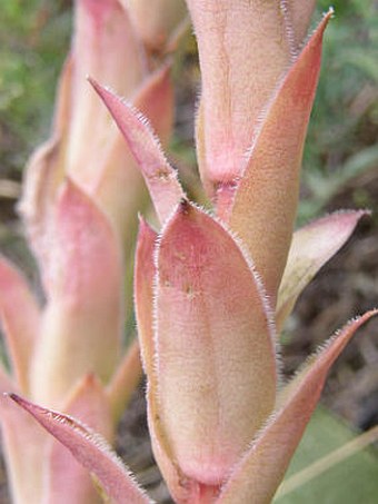 Sempervivum tectorum