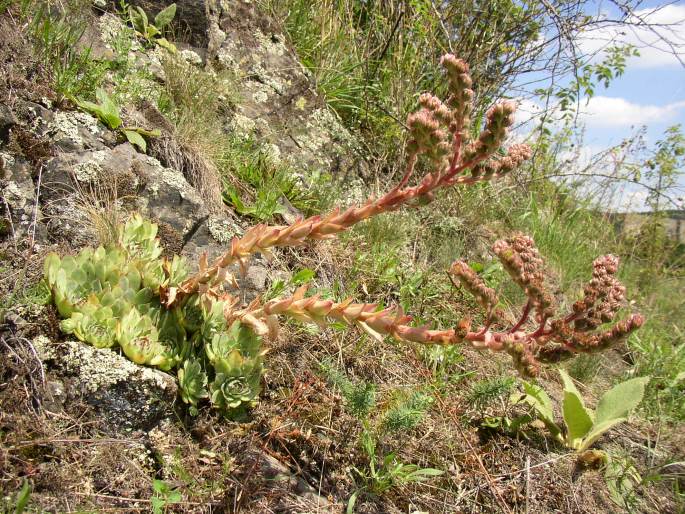 SEMPERVIVUM TECTORUM L. – netřesk střešní / skalnica strechová