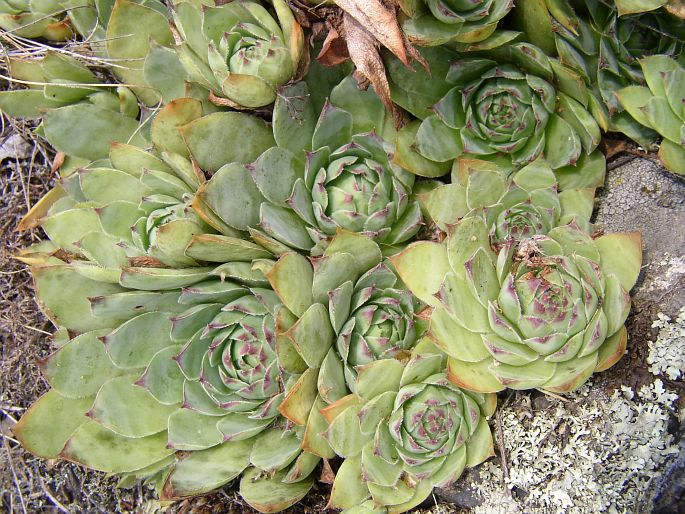 Sempervivum tectorum