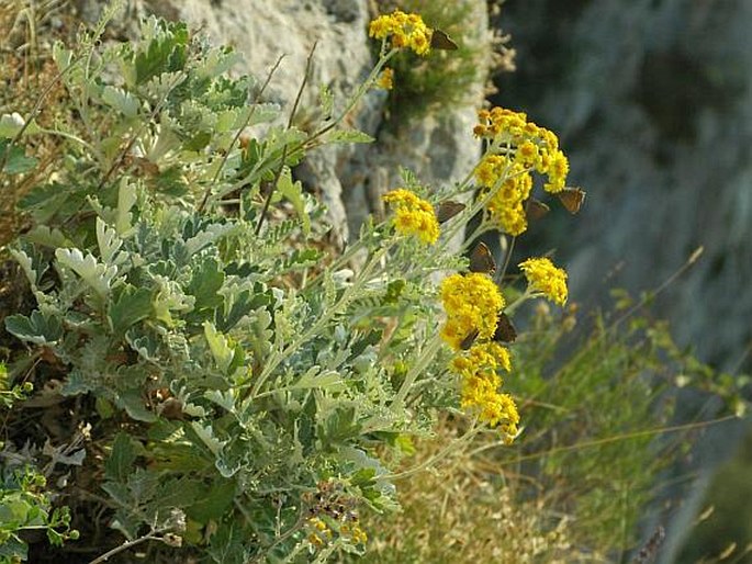 SENECIO BICOLOR (Willd.) Viv. -  starček