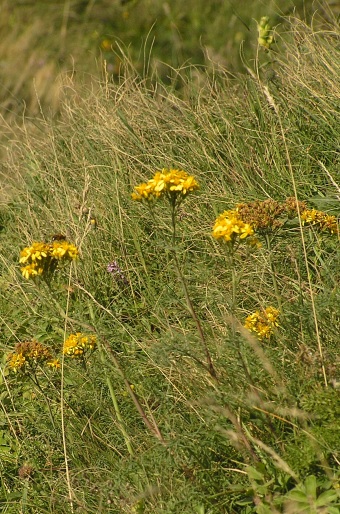 Senecio adonidifolius