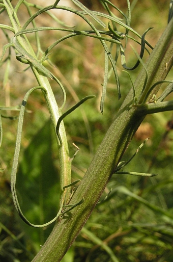 Jacobaea adonidifolia