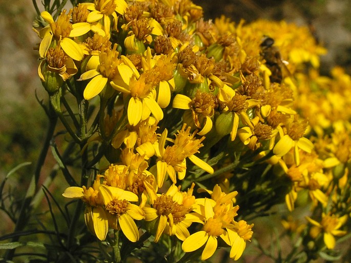 Jacobaea adonidifolia