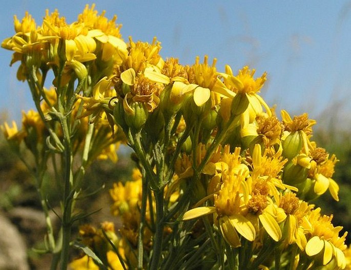 SENECIO ADONIDIFOLIUS Loisel. – starček