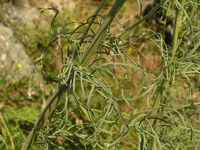 Senecio adonidifolius