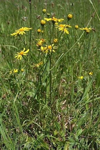 Senecio aquaticus