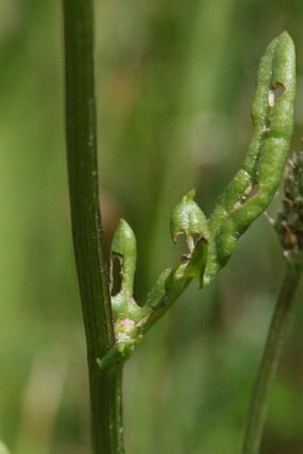 Jacobaea aquatica