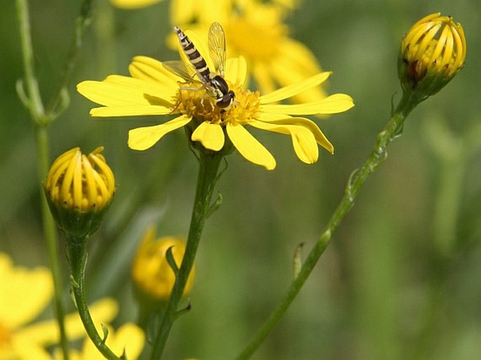 SENECIO AQUATICUS Hill - starček vodní / starček vodný