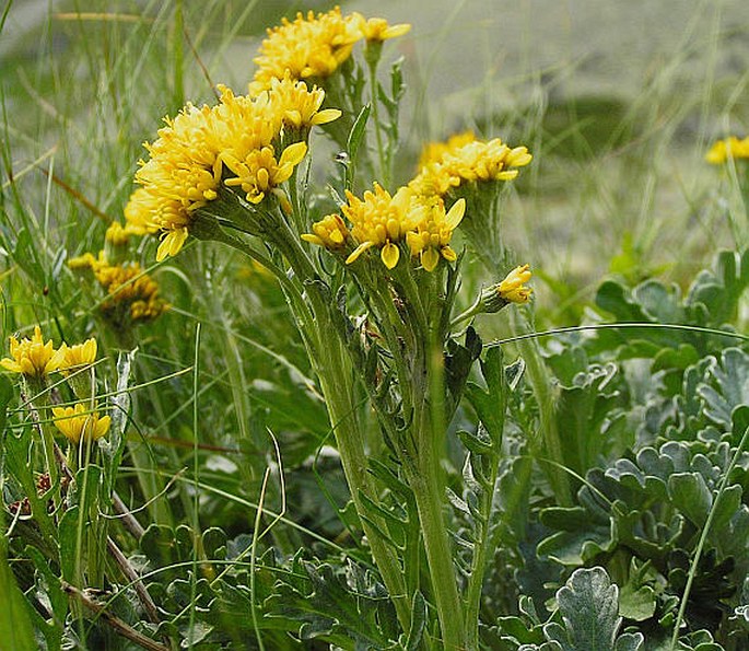 Jacobaea carniolica