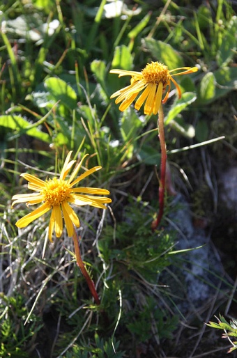 Senecio carpathicus