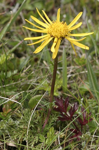 Jacobaea abrotanifolia subsp. carpathica