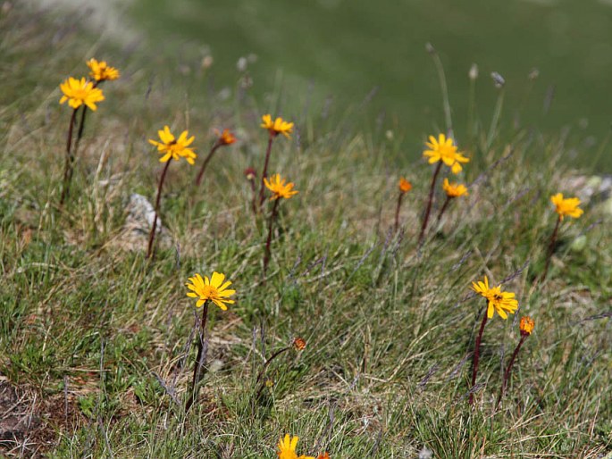 Jacobaea abrotanifolia subsp. carpathica