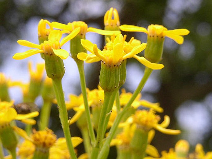 Senecio doria