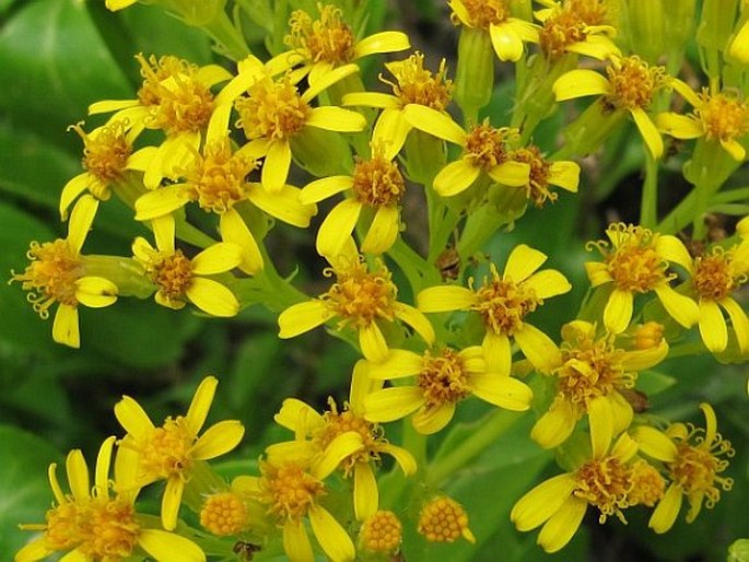 SENECIO HADIENSIS Forssk. - starček