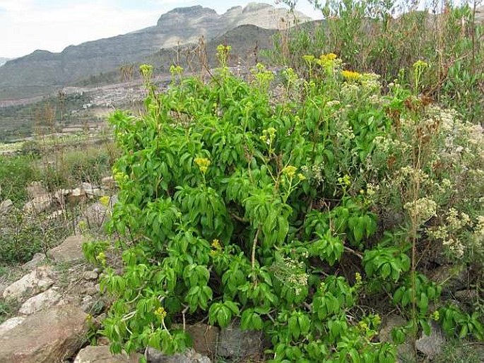 Senecio hadiensis