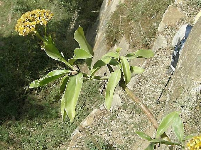 Senecio hadiensis