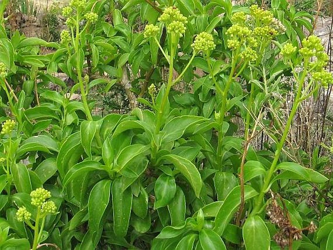 Senecio hadiensis