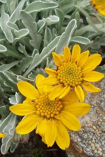 Senecio halleri