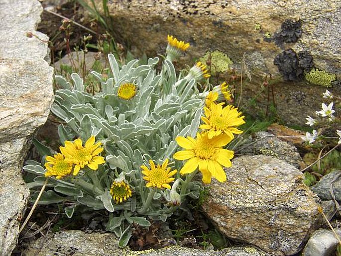 Senecio halleri