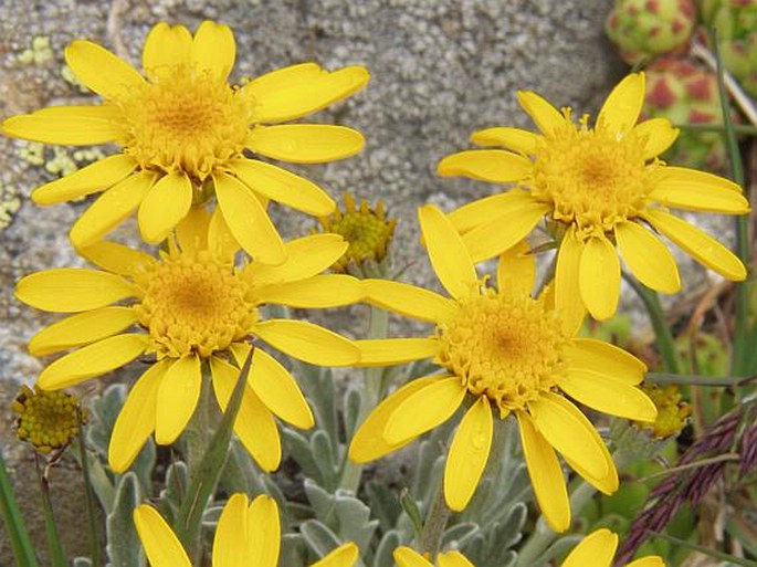 SENECIO HALLERI Dandy - starček jednoúborný / starček Hallerov