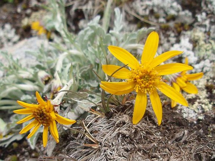 Jacobaea uniflora