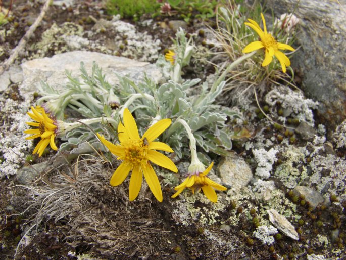 Jacobaea uniflora