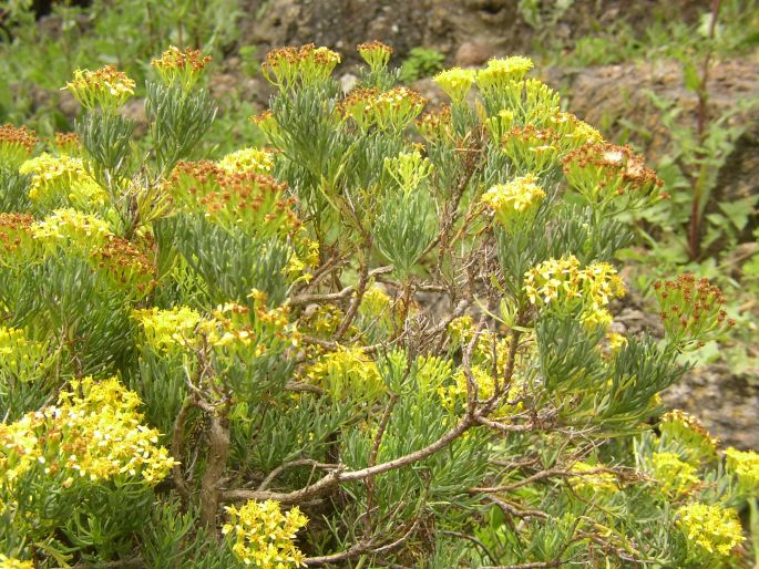 Senecio hermosae