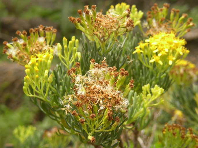 Bethencourtia hermosae