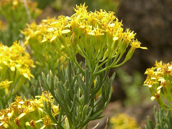 Bethencourtia hermosae