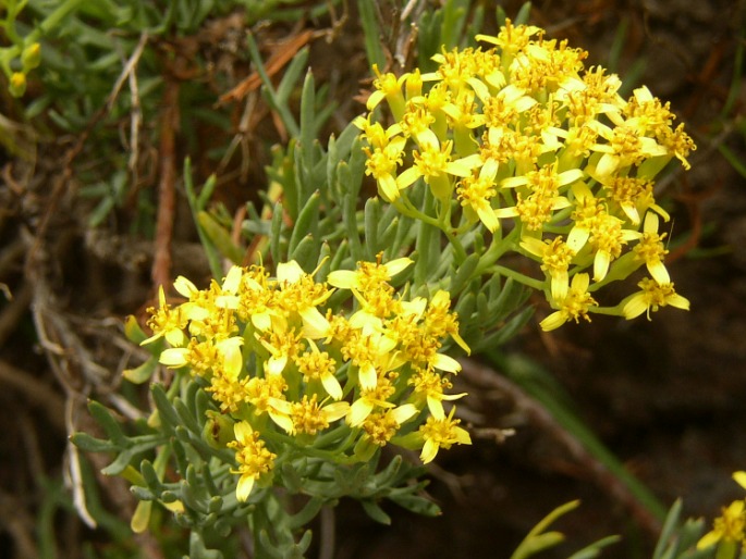 SENECIO HERMOSAE Pit. - starček