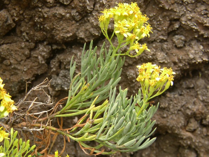 Bethencourtia hermosae