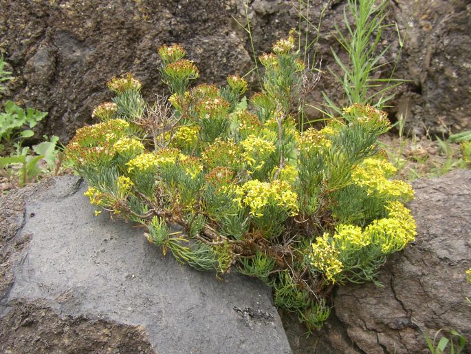 Senecio hermosae