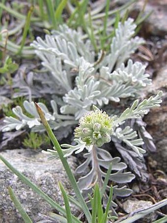 Senecio incanus