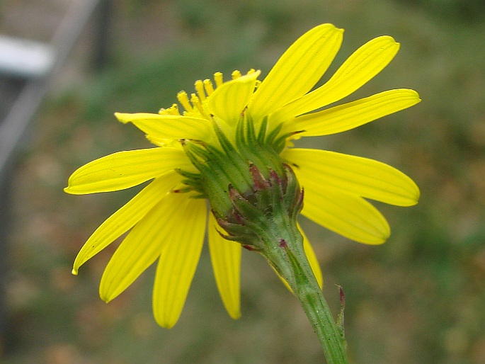 Senecio inaequidens