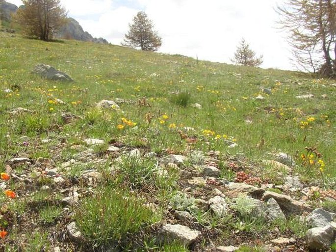 Senecio incanus