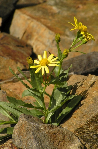 Senecio pyrenaicus