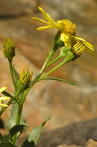 Senecio pyrenaicus