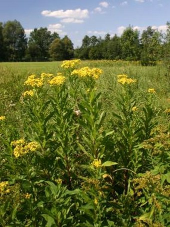 Senecio sarracenicus