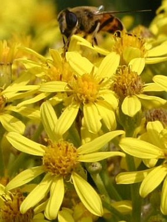 Senecio sarracenicus