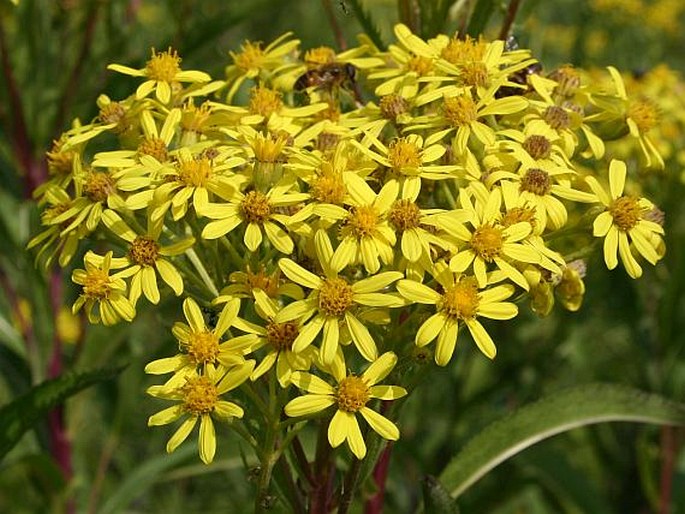 Senecio sarracenicus