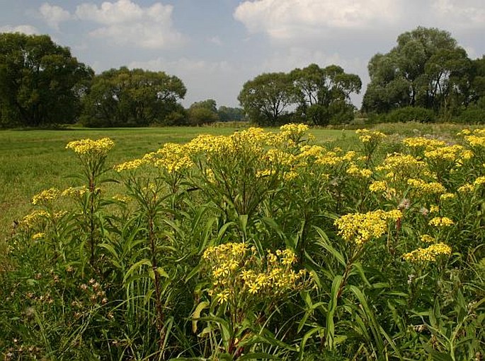 SENECIO SARRACENICUS L. – starček poříční / starček poriečny