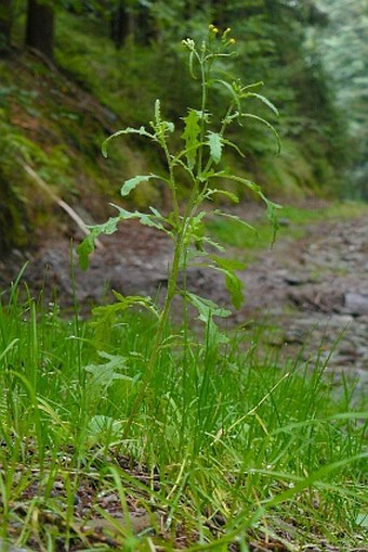 Senecio sylvaticus