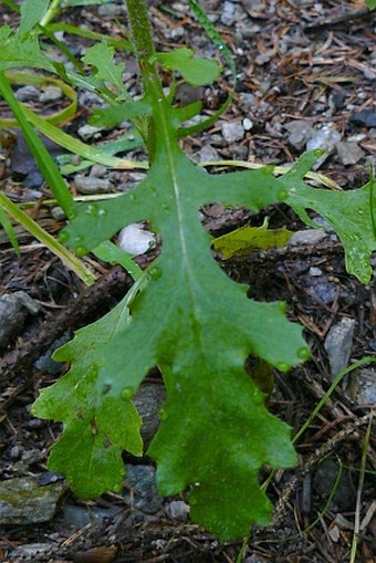 Senecio sylvaticus