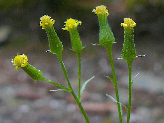 Senecio sylvaticus