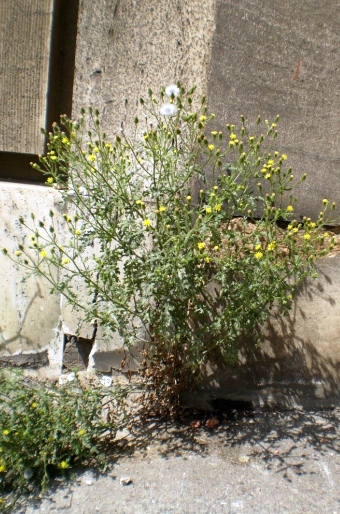 Senecio viscosus