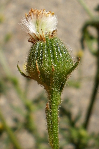 Senecio viscosus