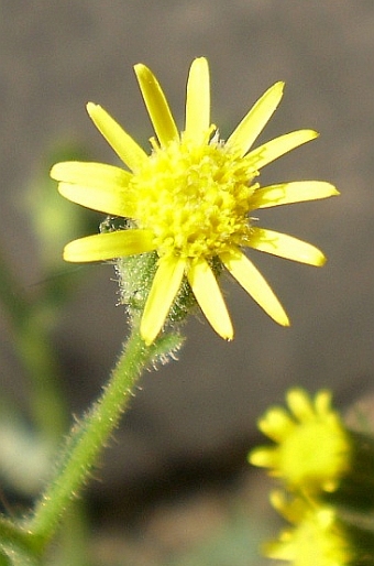 Senecio viscosus