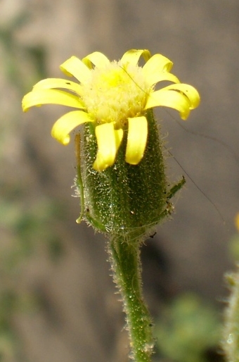 Senecio viscosus