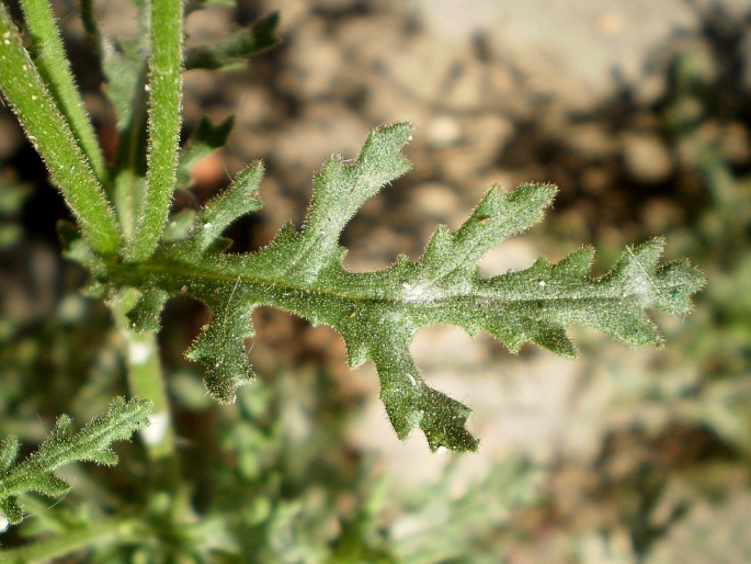 Senecio viscosus