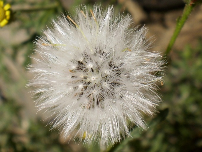 Senecio viscosus